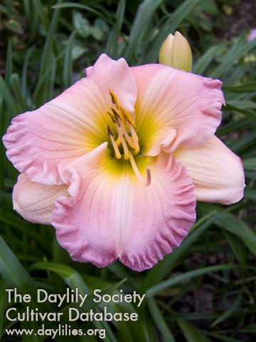 Our Diane AHS image