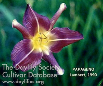 Papageno AHS image