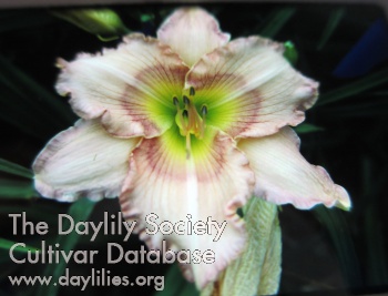 Papillon AHS image