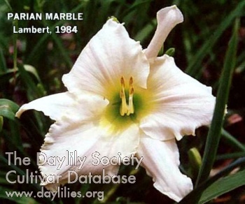 Parian Marble AHS image