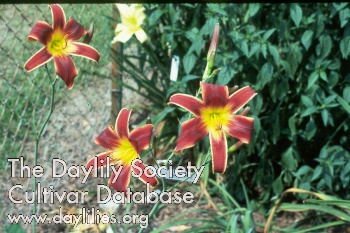 Party Array AHS image