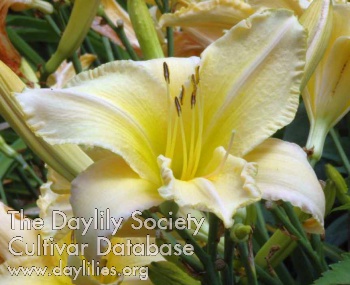 Pastel Delight AHS image