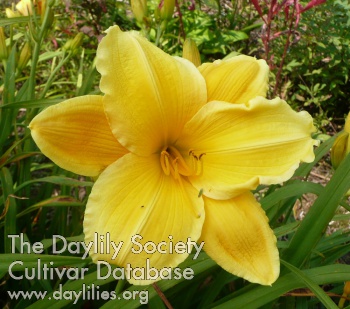 Patterned Gold AHS image