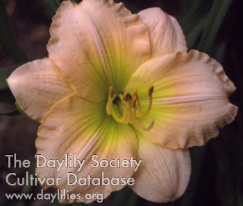 Peach Caper AHS image
