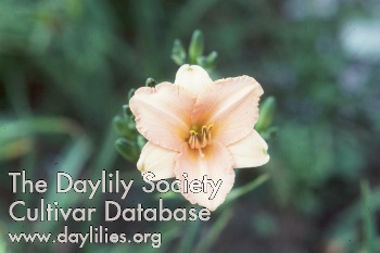 Peach Fairy AHS image
