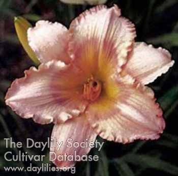 Peach Fantasy AHS image