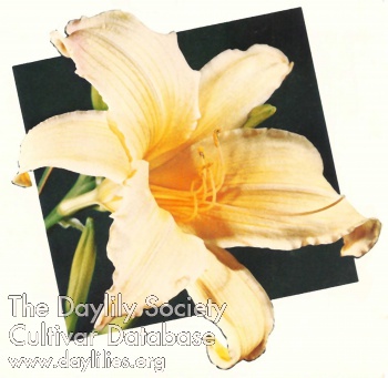 Peach Pinwheel AHS image