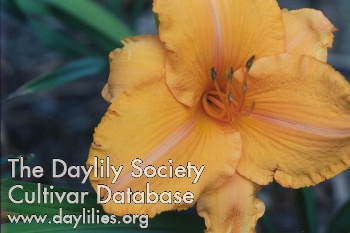 Pearl Lewis daylily bloom