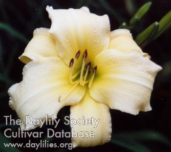 Pearl Mist AHS image
