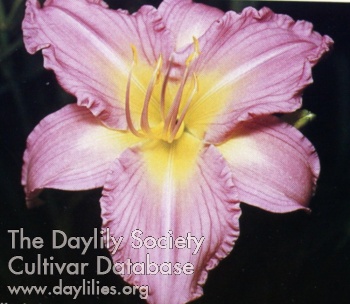 Pilgrim's Primrose AHS image