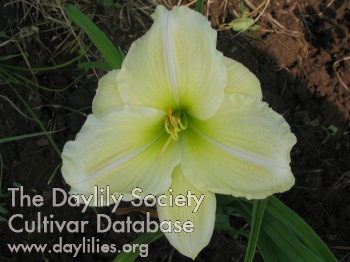 Pineapple Cream AHS image