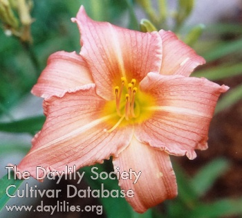 Pink Blossoms AHS image