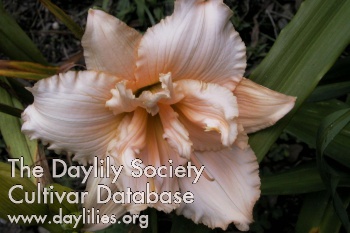 Pink Corsage AHS image
