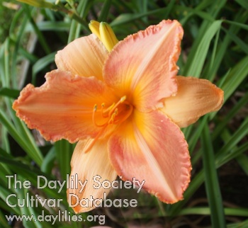 Pink Knobby AHS image