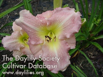 Pink Monday AHS image