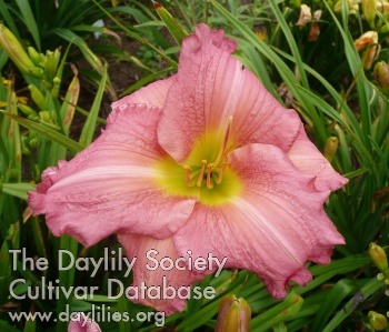 Pink Panoply AHS image