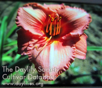 Pink Scintillation AHS image