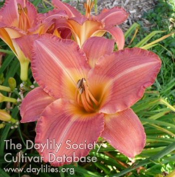 Pink Tangerine AHS image
