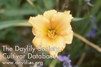 Pixie Parasol AHS image