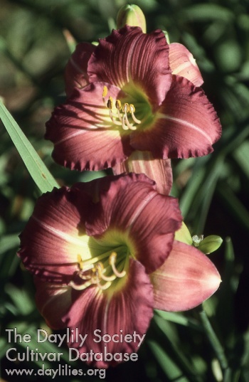 Plum Ruffles AHS image