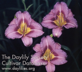 Plum Truffle AHS image