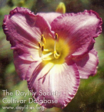 Polly Mayo AHS image