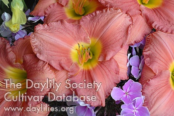 Pretty in Pink AHS image