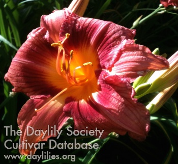 Pretty Paulette AHS image