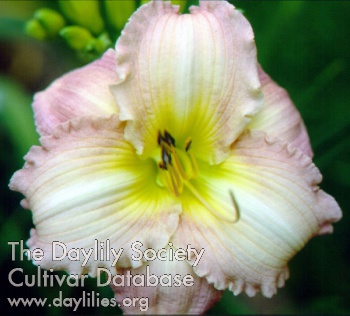 Princess Ellen AHS image