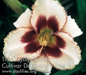 Prize Picotee Elite AHS image