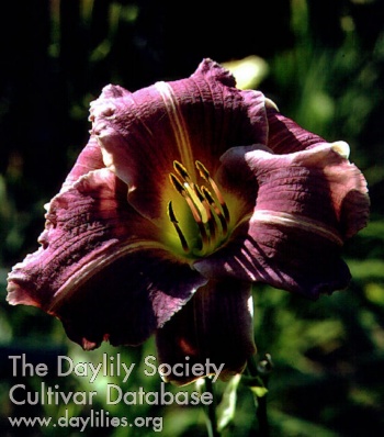 Prune Whip AHS image