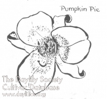 Pumpkin Pie