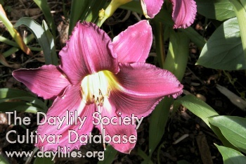 Purple Joy AHS image