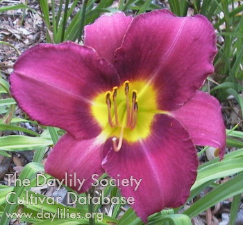 Purple Majesty