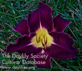 Purple Passion AHS image