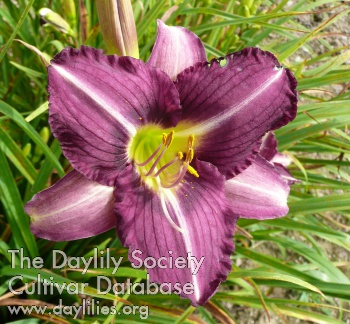 Purple Pinwheel AHS image