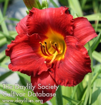 Pygmy Prince AHS image