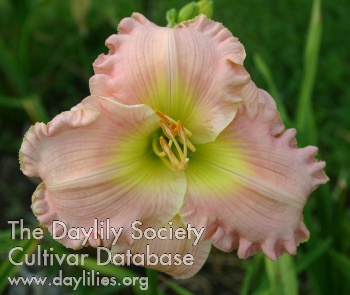 Rachel Billingslea AHS image