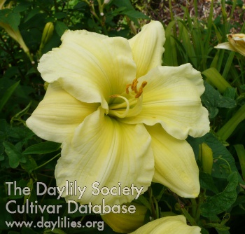 Rain Rocket AHS image
