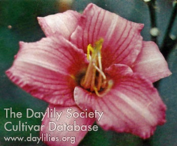 Raspberry Frolic AHS image