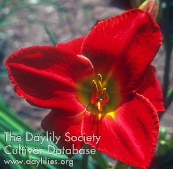 Red Joy AHS image