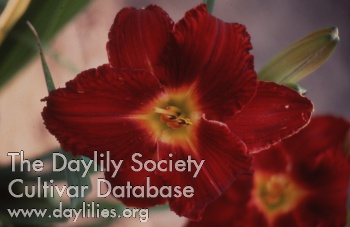 Red Mystique AHS image