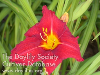 Red Silk AHS image