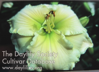 Revealing Beauty AHS image