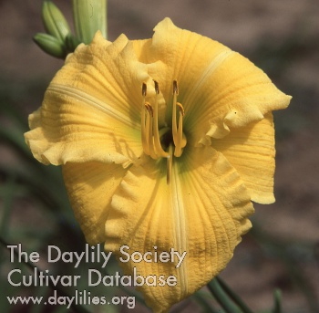 Ribbed Gold AHS image