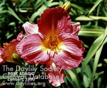 Rose Adagio AHS image