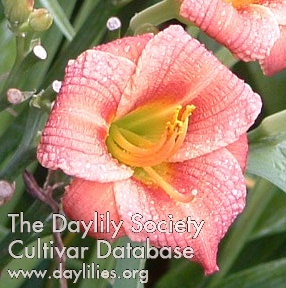 Rose Doohickey AHS image