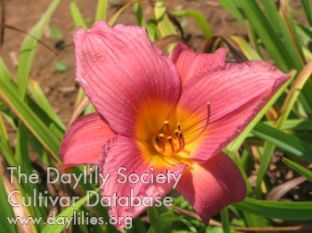Rose Moss AHS image
