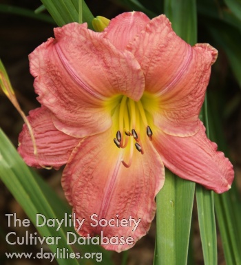 Rose Splendor AHS image