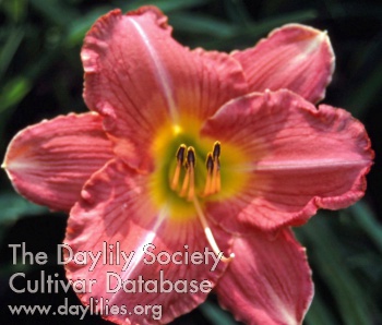 Rosy AHS image